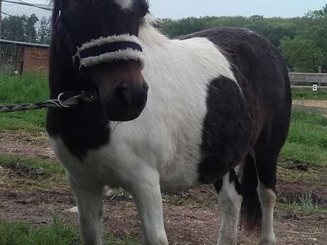 Happy Poney Activités