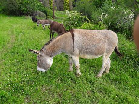 Natur'Anes (donkey rental)
