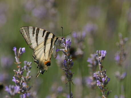 Papillons et autres insectes des prairies