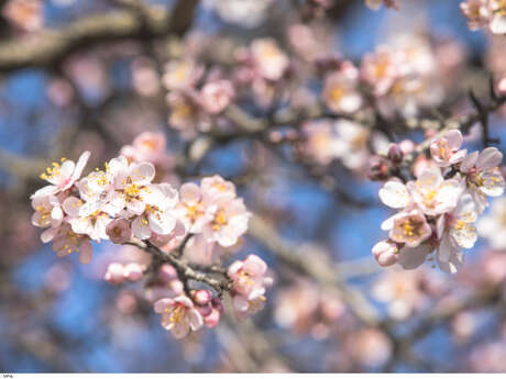 Visite des amandiers fleuris