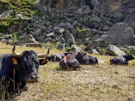 Visite, traite et soin des vaches