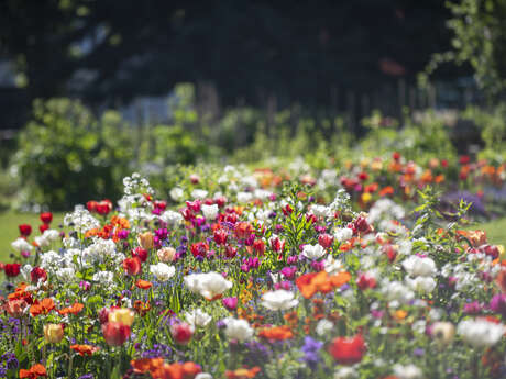 Atelier pratique : les semis