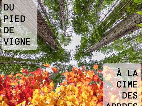 EXPO JEP 2026 : Du pied de vigne à la cime des arbres