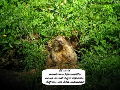 Hiking wildlife