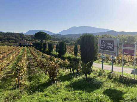 Gourmet walk and Paëlla in the vineyards