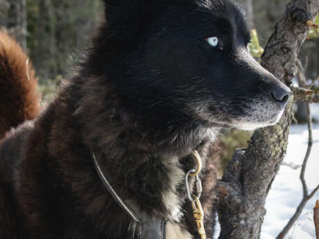 Introducción a la conducción de carruajes