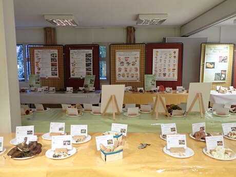 Mushroom exhibition