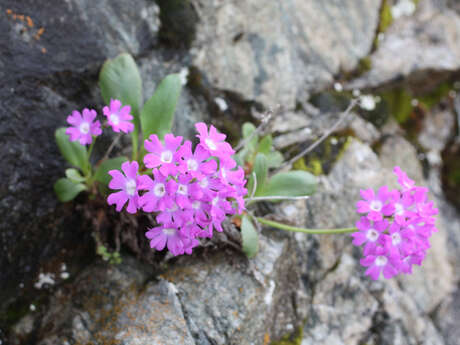 Conférence : La primevère du Valgaudemar
