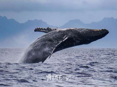 'ATAE Safari Ocean ~ Tahiti