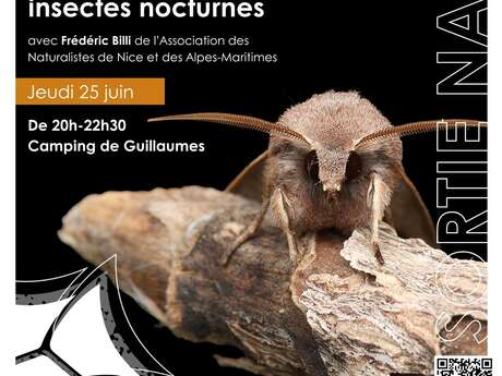 Le monde mystérieux des insectes nocturnes