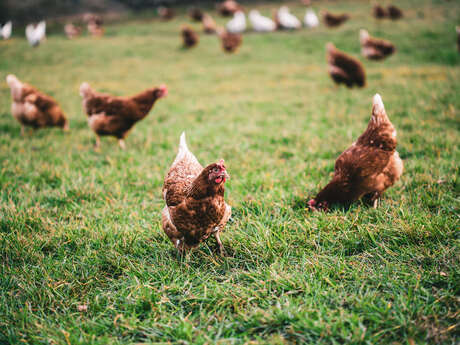 Fabien Jauffred - igeons, chickens, guinea fowl, capons and turkeys