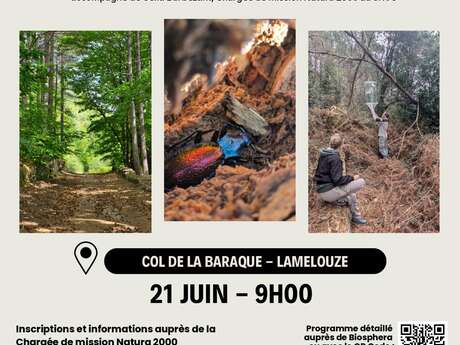 Une balade à la découverte d’arbres mal-aimés