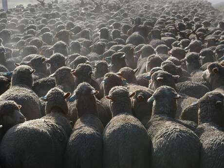 Carraire du bois de Gierre (N°12)