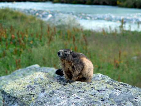 Begeleide wandeling: Dieren kijken