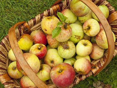 Terres des Nus - Vergers Bruno Debon