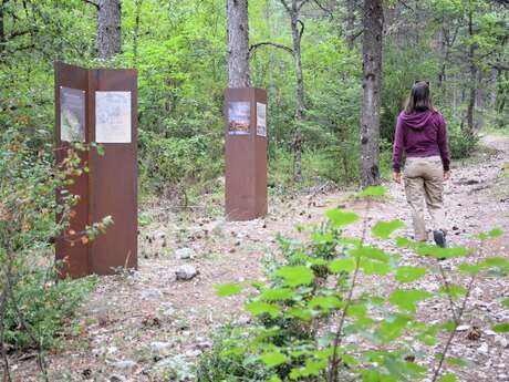 BÉDOIN - Le reboisement du Ventoux