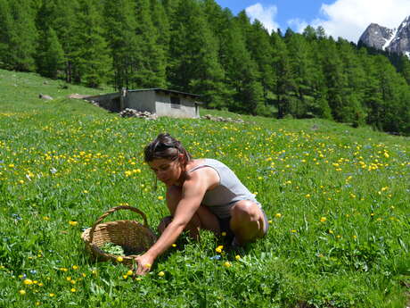 Stage plantes culinaires avec Anne Merry