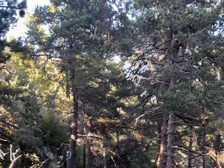 Enduro-MTB-Strecke Nr. 32 : La Saint-Pierre