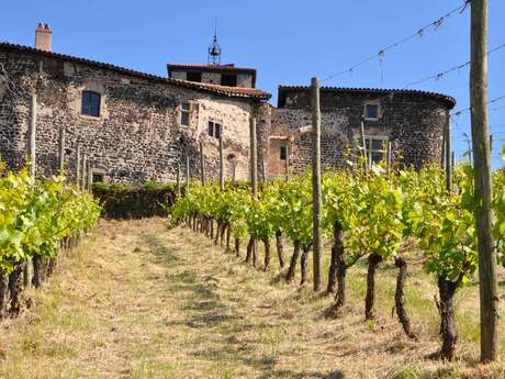 Aux ori 'vignes de Montverdun - visite gourmande
