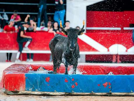 Toro piscine