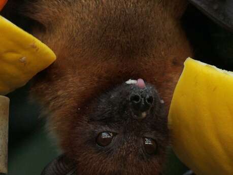 Veillée chauve-souris