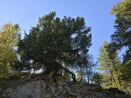 A la découverte des arbres