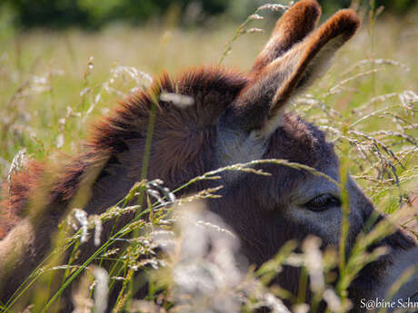 A walk with the mianiature Donkeys: Along the Mill Trail