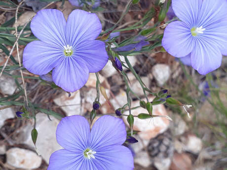 Sortie nature du Muséum : Flore du Massif de l’Étoile (Marseille)