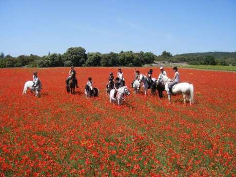 Balade à cheval entre les monts du Vaucluse et le plateau du Luberon