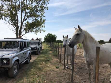 Safari Le Gitan