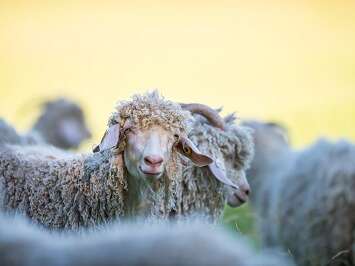 La Ferme des Moulis - Mohair Pyrénées