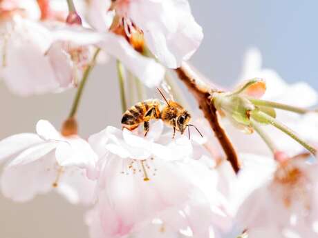 À la recherche de l’abeille sauvage