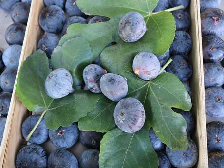 Les Figuières du Mas de Luquet