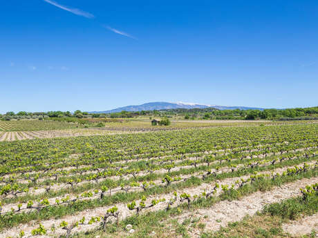 Storytelling visit to Domaine Plein Pagnier