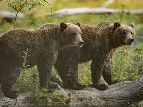 Exposition “KODIAK, l'île des grands ours” - Geoffrey Garcel - Festival Du Film Nature