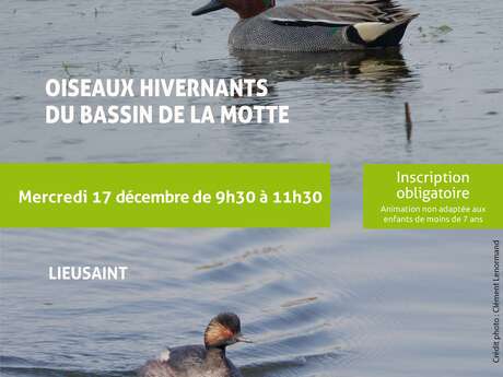 Oiseaux hivernants du Bassin de La Motte