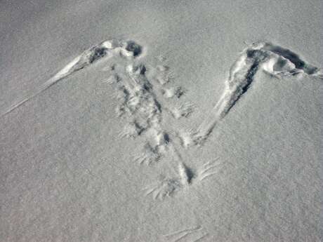 Découverte traces et indices de la faune