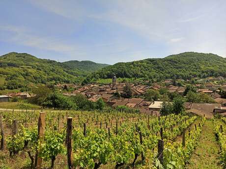 Les sens de la vigne - La cave du Buizin