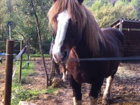 Les Crins du Rocher d'Or