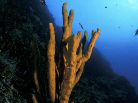 La biodiversité marine sur la Côte d'Azur