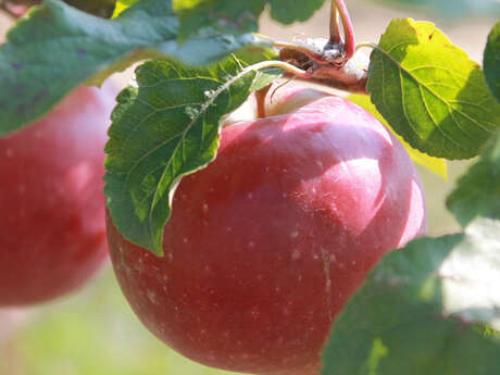 Comptoir des Pommes