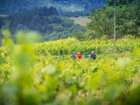 Balade Gourmande en Côte Roannaise dimanche 5 juillet 2026