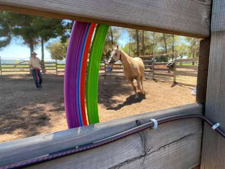 Stages d'été d'équihomologie