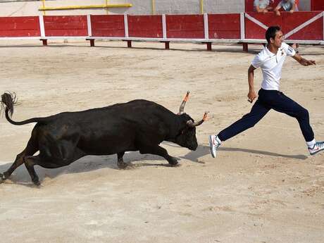Course camarguaise : Trophée des Jeunes Pousses
