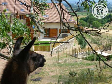 La Bruyère aux Lamas