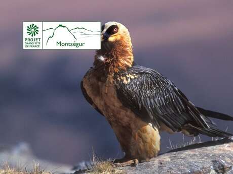 Les jeudis des oiseaux (Natura 2000) - Où sont-ils, qui sont-ils ?