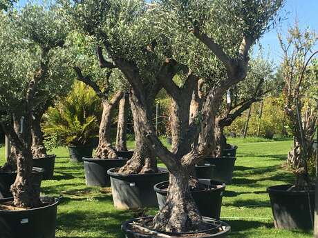 Gardening Centre - Guilbon Nurseries