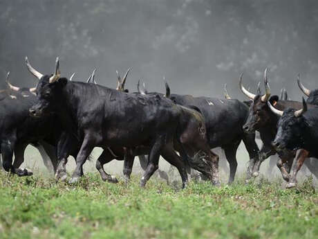 Soirée Camarguaise à la manade Blanc