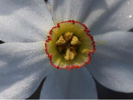 [EXPOSITION] Plantes sauvages du Massif central