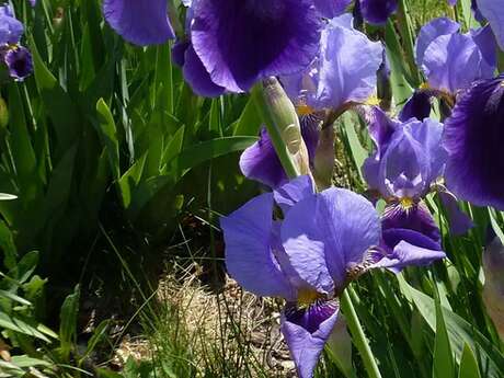 Fête de la nature - Atelier découverte des iris avec Dominique Janon